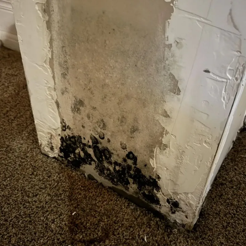 Professional Mold Removal in Ouachita County, AR